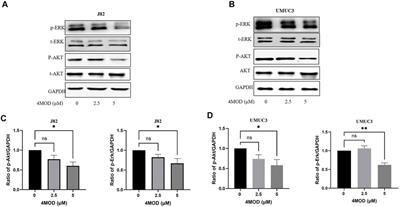 4-Methoxydalbergione Inhibits Bladder Cancer Cell Growth via Inducing Autophagy and Inhibiting Akt/ERK Signaling Pathway